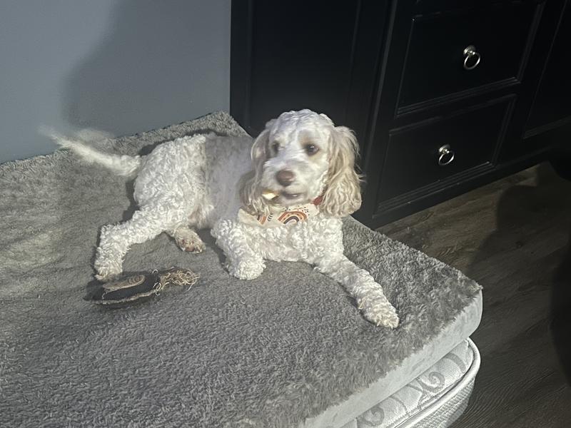 Ollie enjoys carrying this around and taking his time to enjoy it