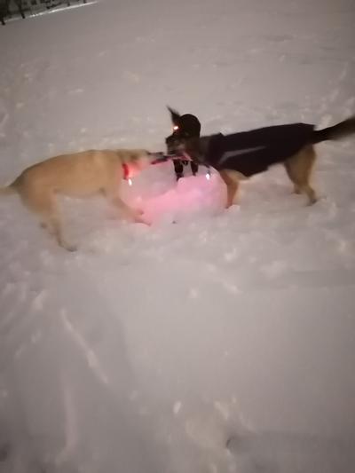 The dogs using it as a tug toy