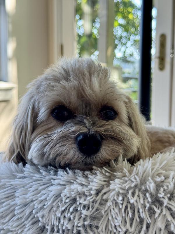 Content, thanks to chewy.