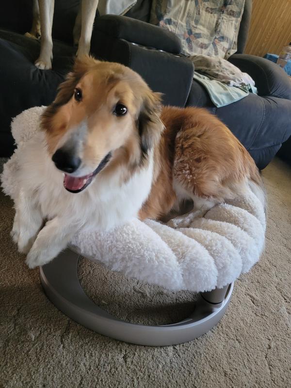 My dogs love it! All shapes and sizes!