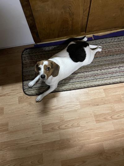 Bella loves her pads!