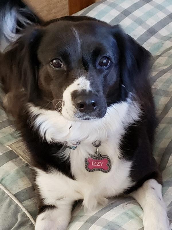 My name is Izzy!!  ❤️