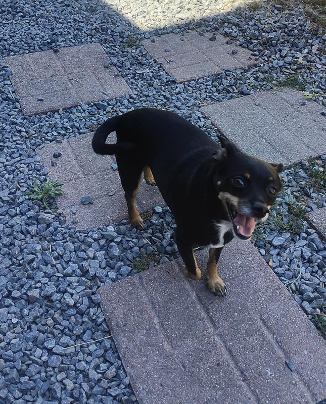 Happy Dog