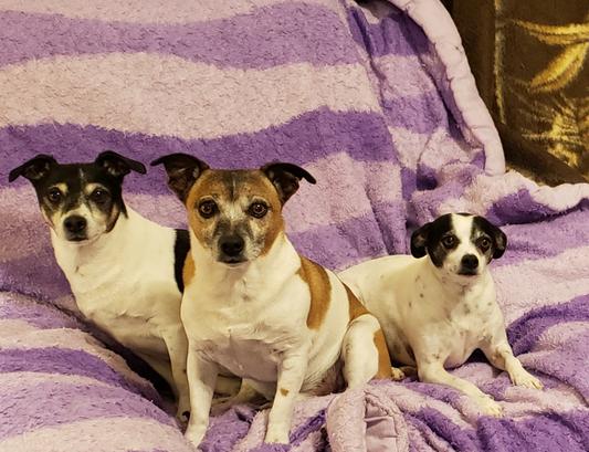 Tyson, Duke and Charlie