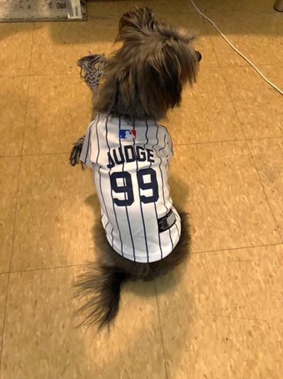 Pets First MLBPA Dog Jersey - Fernando Tatis JR Pet Jersey - MLB New York Yankees Mesh Jersey, Large