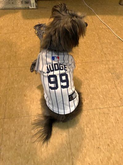  MLBPA Dog Jersey - Aaron Judge #99 Pet Jersey - MLB