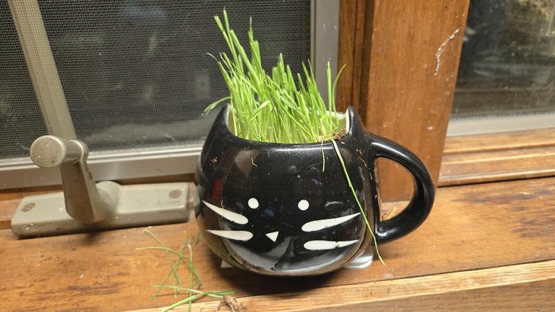 Grown cat grass after my cat ate some and pulled some out.