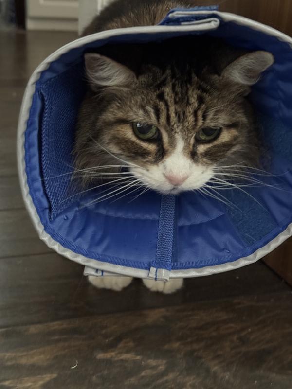 Not completely happy meowdel