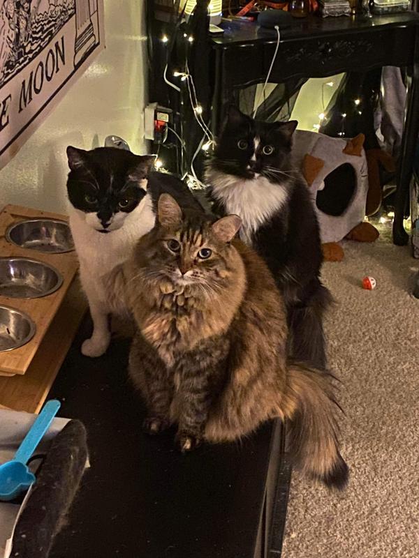 Missy in front, Zelda in back,  and Icarus on the left.