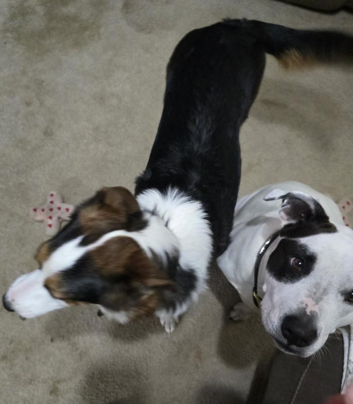 Xena taking her treat to her bed to eat. Angel ate her's already.