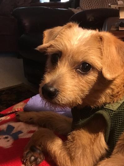 Rose - Rescued 10/29/18