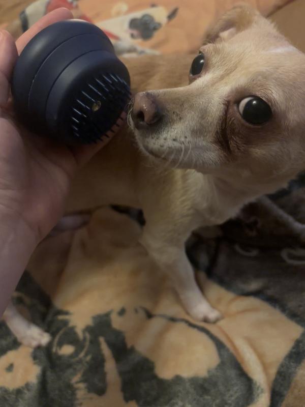 Toots checking it out!