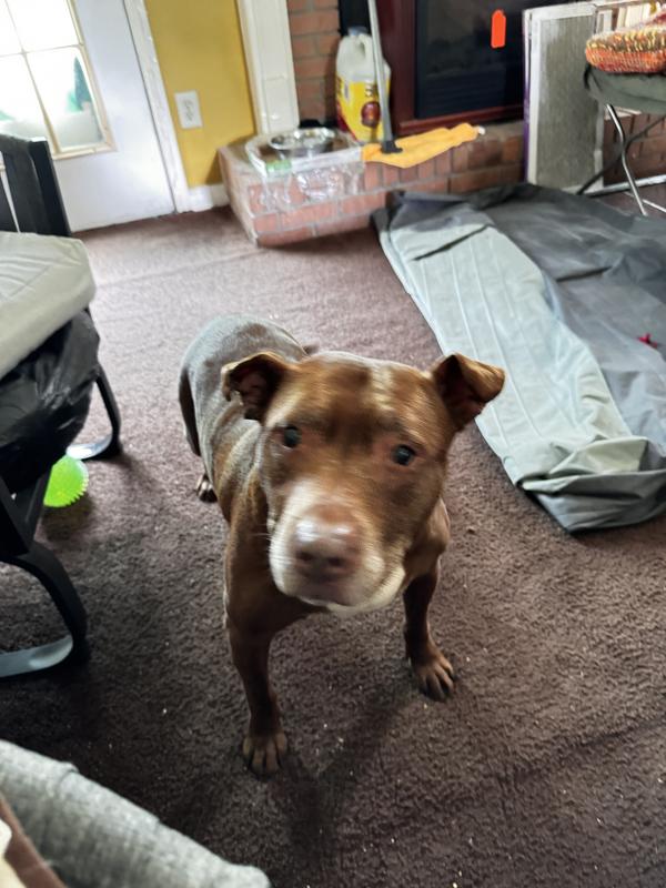 Old Gotti got his pep back