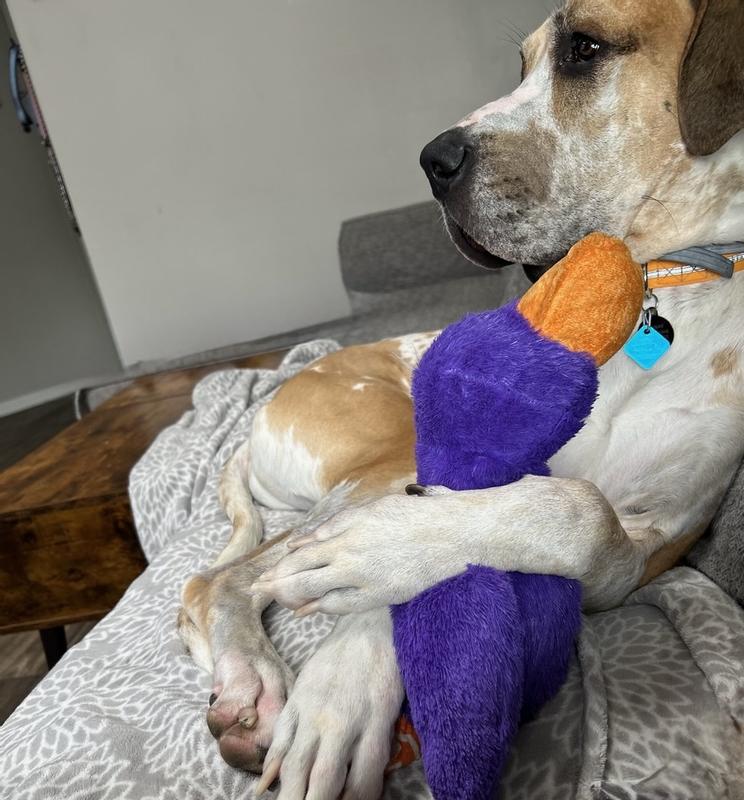 Ragnars new stuffie friend. It’s made it a month so far.