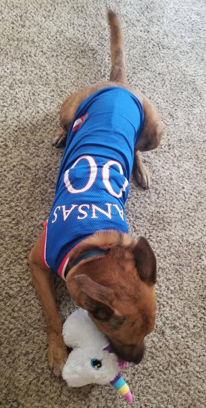 dog jerseys nba