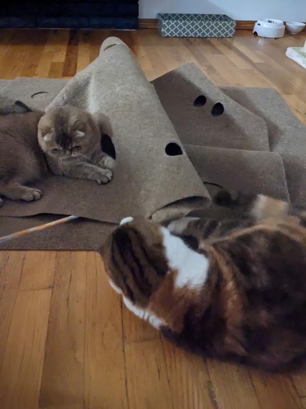 The Best Ripple Rug For Your Cat to Rifle Through · The Wildest