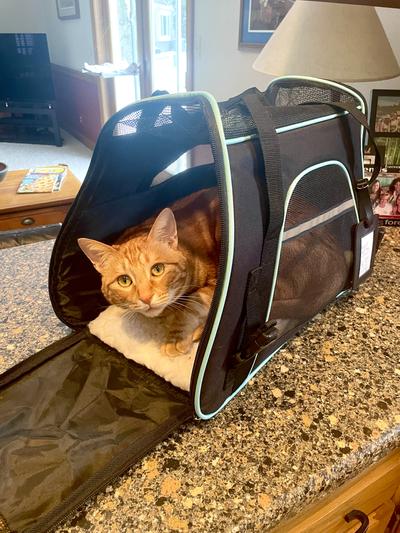 FRISCO Basic Dog & Cat Carrier Bag, Black, Teal Trim, Medium/Large 