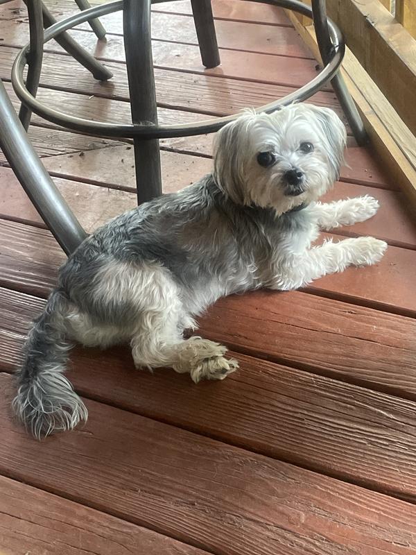 Bane watching for squirrels!
