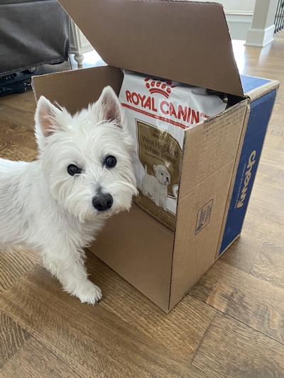 West highland white hot sale terrier royal canin