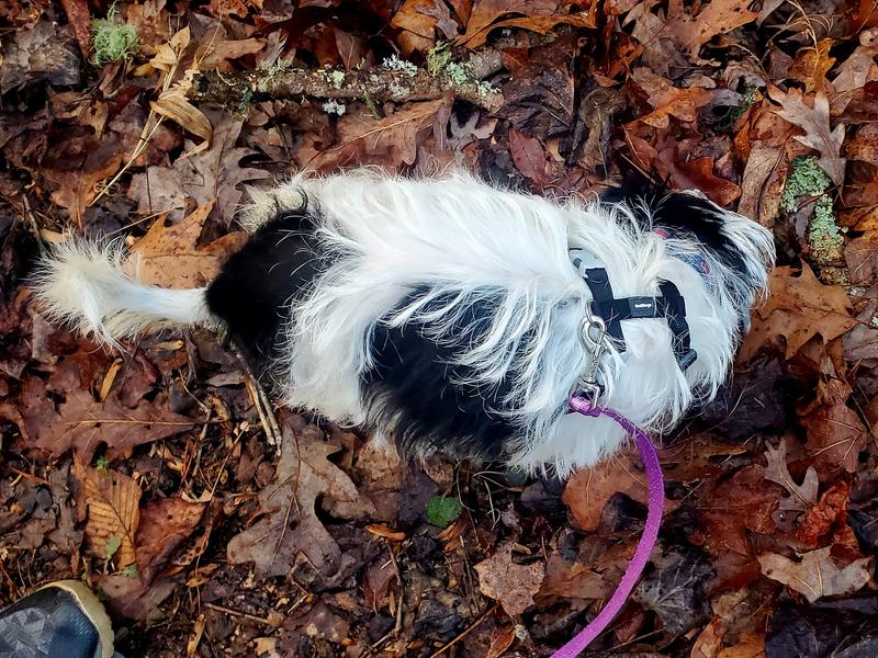 Guppy in her harness, top view.