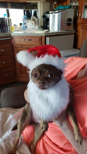 Dog santa outlet hat and beard