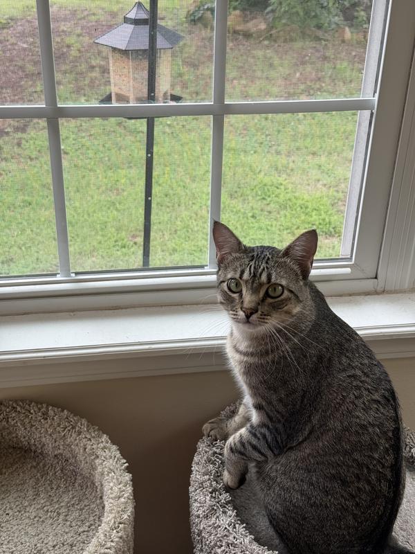 Waiting for birds to discover the birdseed