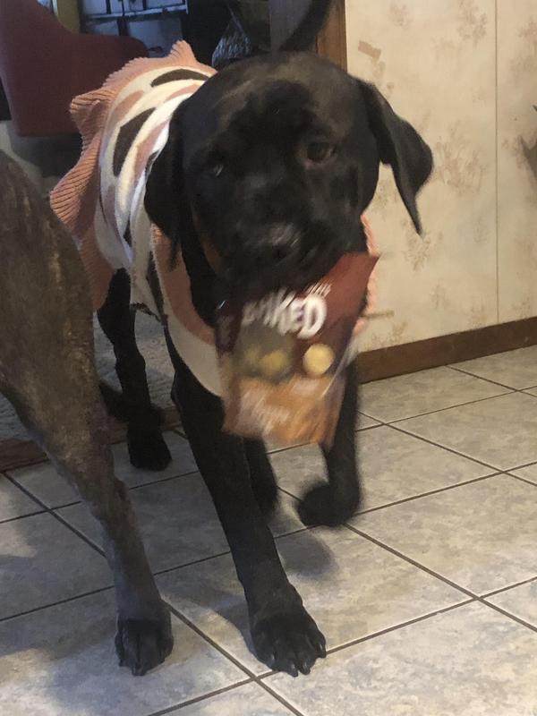 Bamba bringing me the treat bag because she wanted one
