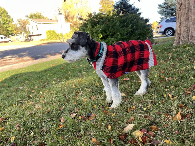 Good fit, covers her butt to keep her warm