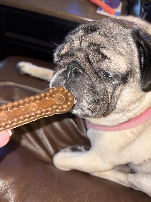 Penelope P. Pug loves her new treat!