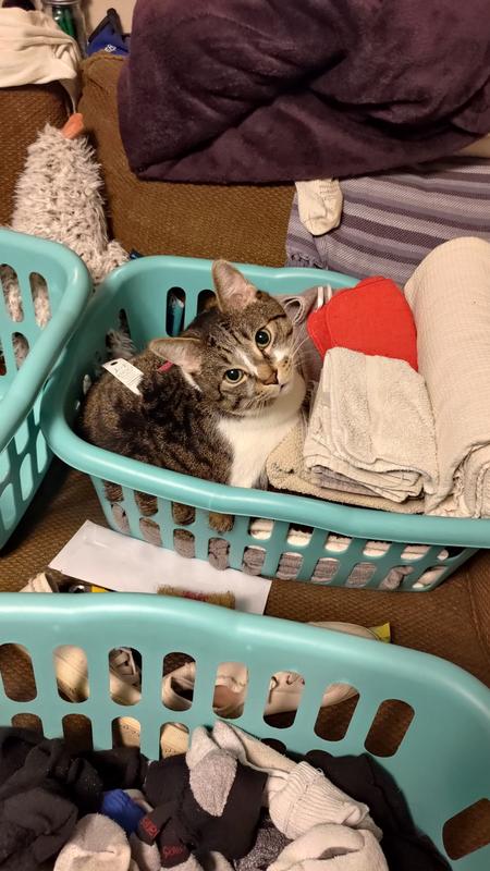 Initial try on (with tag still on) - clearly he doesn't mind