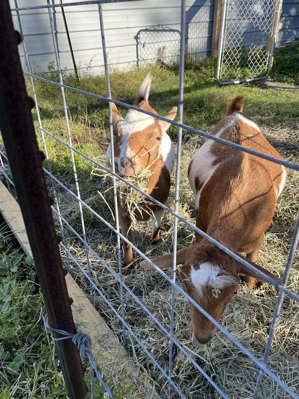 Appey and Bob and Tim