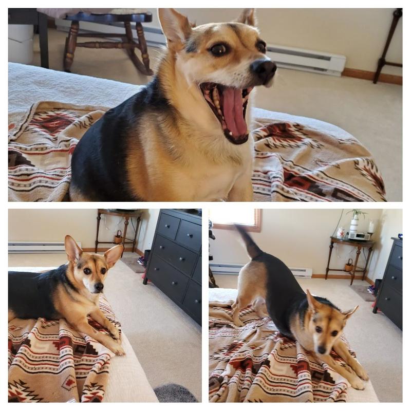 My best buddy 11 yrs strong