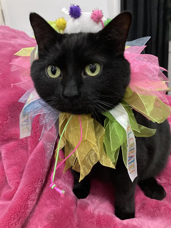 Birthday/Adoptiversary Princess