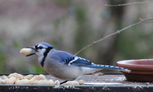 Beautiful Jays come by and get these peanuts.