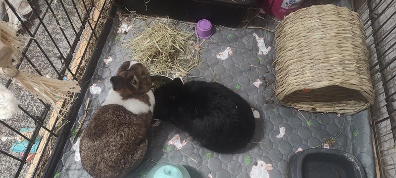 The littles approved!