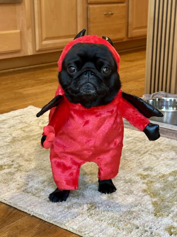 He wasn’t thrilled trying it on, but he was a ham out and about!