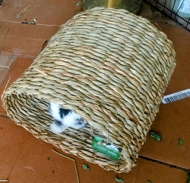 Domino says this is mine