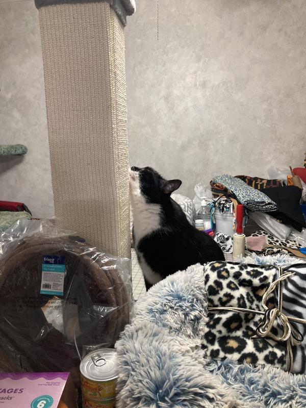 Simon checking out the scratching post.