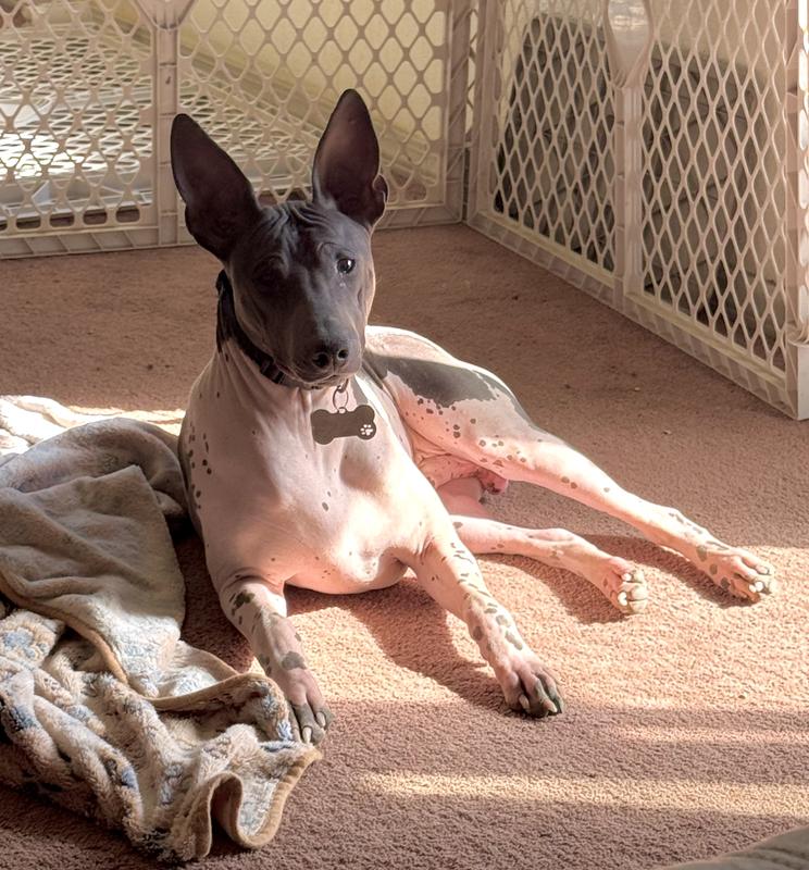 Scooter my lovable hairless Rat Terrier use this product, it has really saved his tender pink skin and allows him to play outside more hours of the day and have a much more normal “dog life”!!
