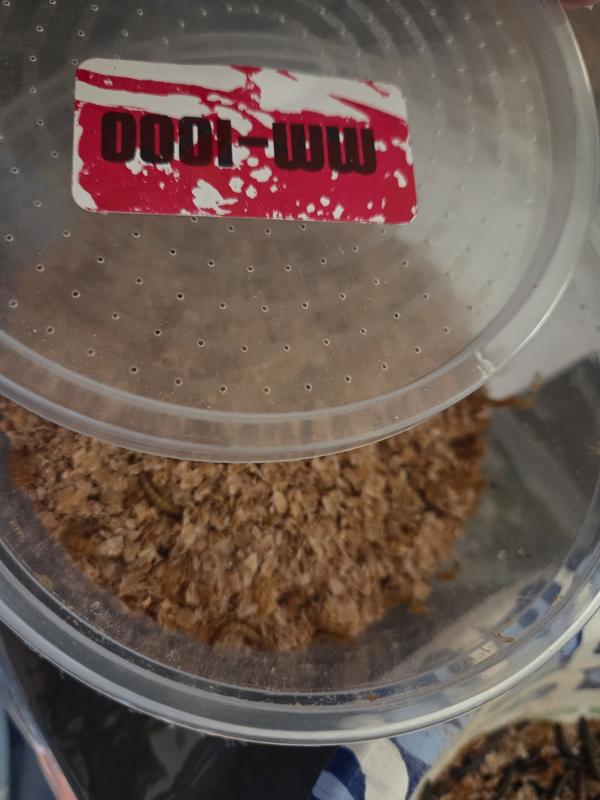 New container with bedding