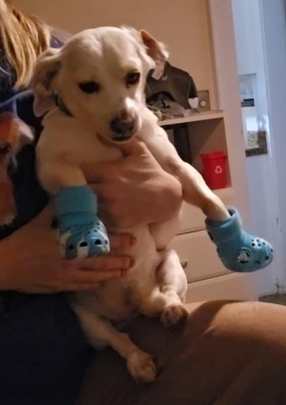 Pesci was a good sport but unthrilled