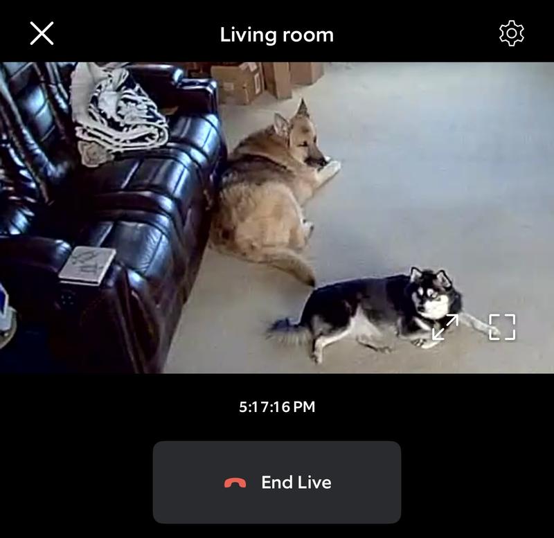 Bella and Kiska in the living room