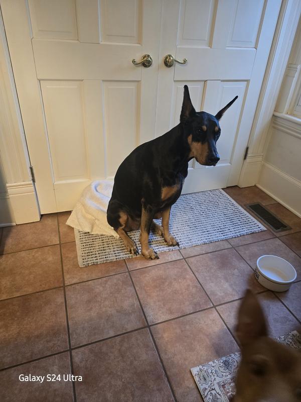 Stella awaiting dinner