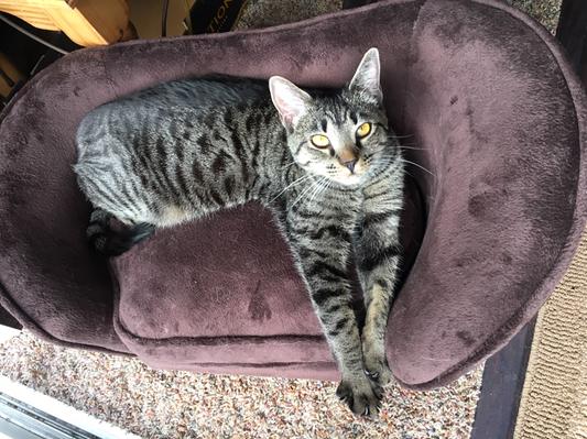 Raja Kitty