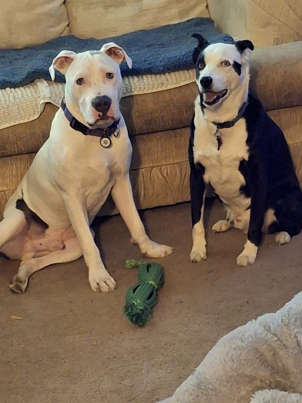 Archer and Jax