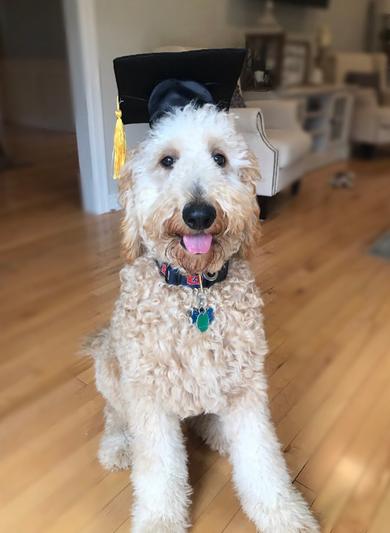 Black Graduation Hat Costume Pet