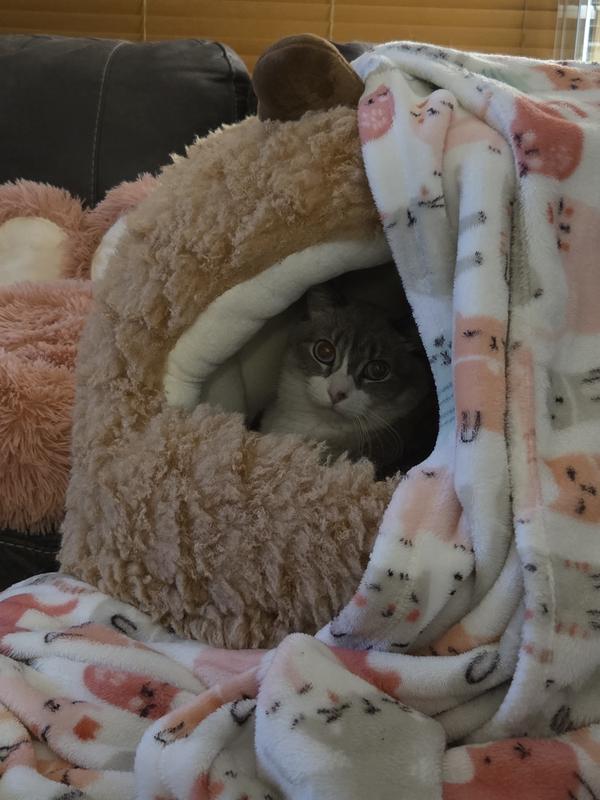 Shasta is an 11yr old and is about 16 lbs.