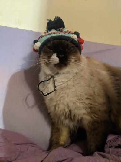 Bobby  Cat