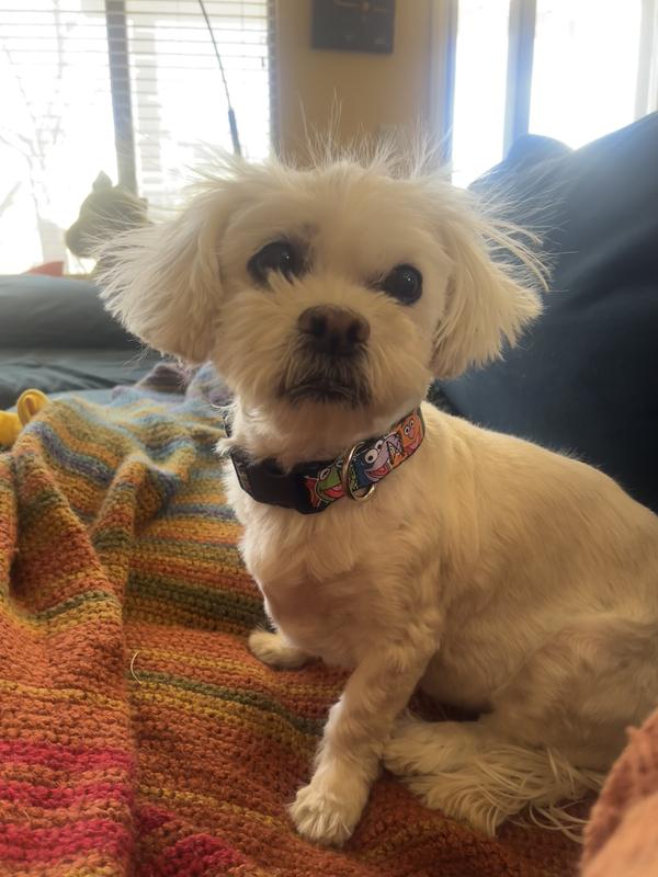 The muppet print is super cute and I love the personalization but look at the size of that buckle on her little neck!