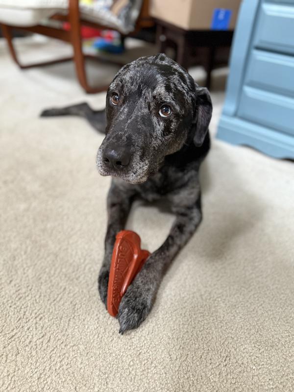 I swear Arlo gets bones too. Don’t let the puppy eyes fool you!